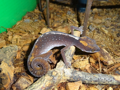 ボルネオキャットゲッコー 　ペア