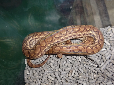 コロンビアレインボーボア　hetリューシ　CB　♀