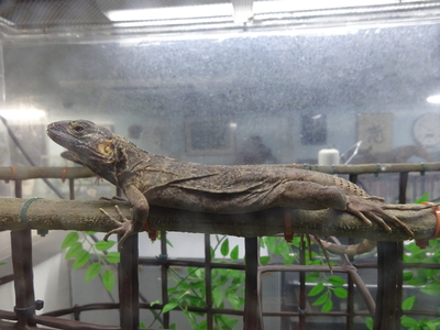 バナナスパイニーテールイグアナ　ケリーイエローファントム　CBペア