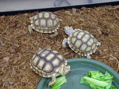 ケズメリクガメ　ベビー