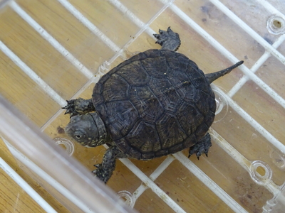 ヨーロッパポンドタートル　CBベビー