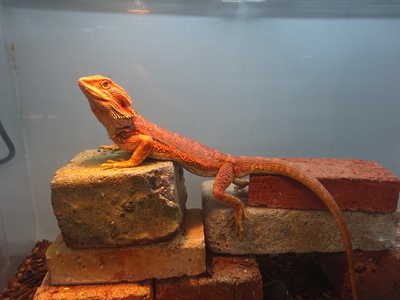 フトアゴヒゲトカゲ ヤングアダルト