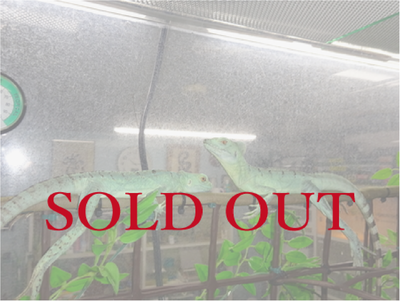 グリーンバシリスク　CB　Sサイズ