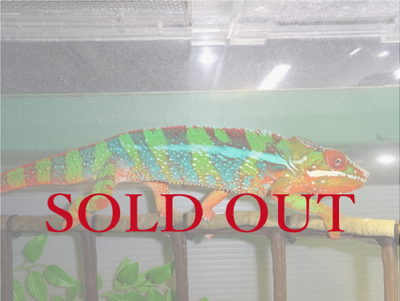 パンサーカメレオン アンビローブ　国内CB　ペア