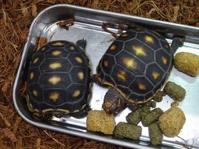 アカアシリクガメ　ベビー EUCB