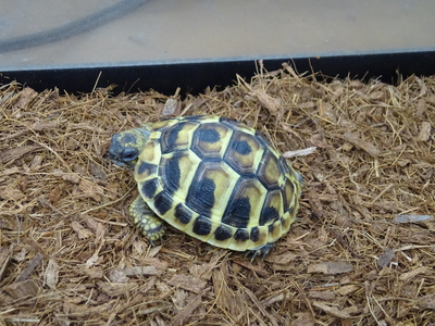 ヒガシヘルマンリクガメ ベビー　マケドニアCB