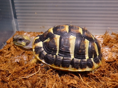 ニシヘルマンリクガメ　メノルカ　ドイツCB　♀