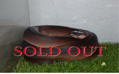 アルバーティスパイソン　キミカブラック　ペア