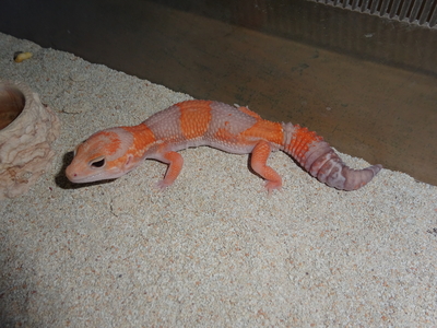 ニシアフリカトカゲモドキ アルビノ