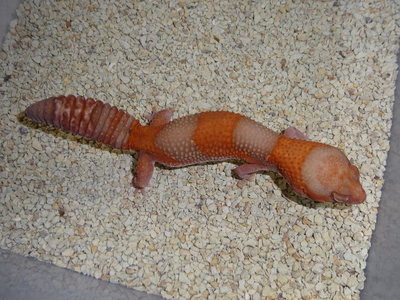 ニシアフ アルビノ　USACB　♀