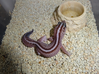 ニシアフ　オレオパターンレスストライプ