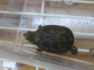 ハラガケガメ　ジャイアントフォーム　ベビー