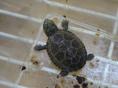 サラドロガメ　ベビー　ペア