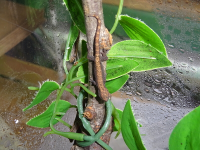 オガサワラヤモリ 　ベビー　トリオ　チェコCB　