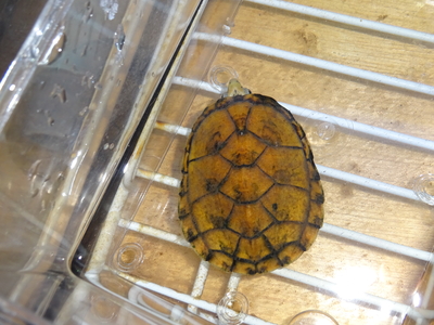 スジクビヒメニオイガメ　ブラックウォーリア産