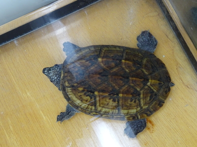 ジャイアントマスクタートル　メキシコＷＣ　　飼い込み