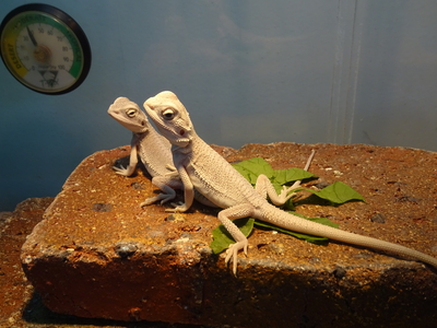 フトアゴヒゲトカゲ　ハイポゼロ