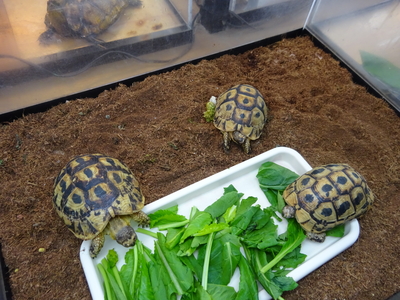 チュニジアギリシャリクガメ　♂1♀2　トリオ