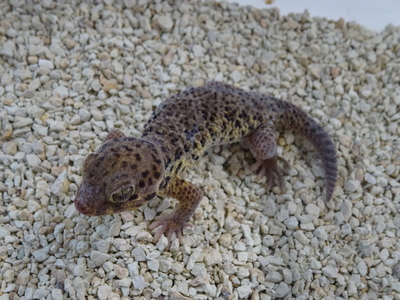 ロボロフスキースキンクヤモリ ペア