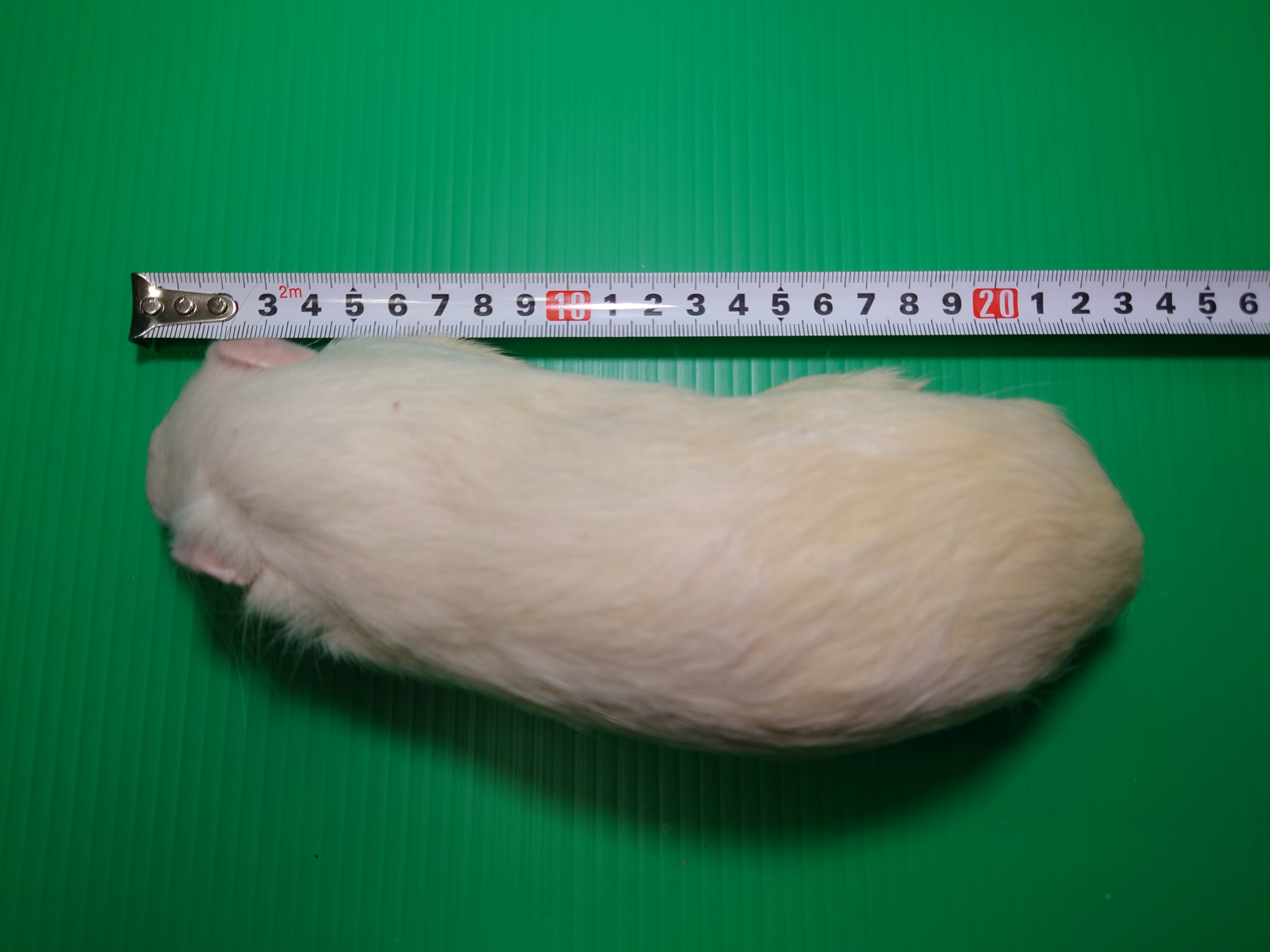 冷凍ラット LLサイズ | スコープ