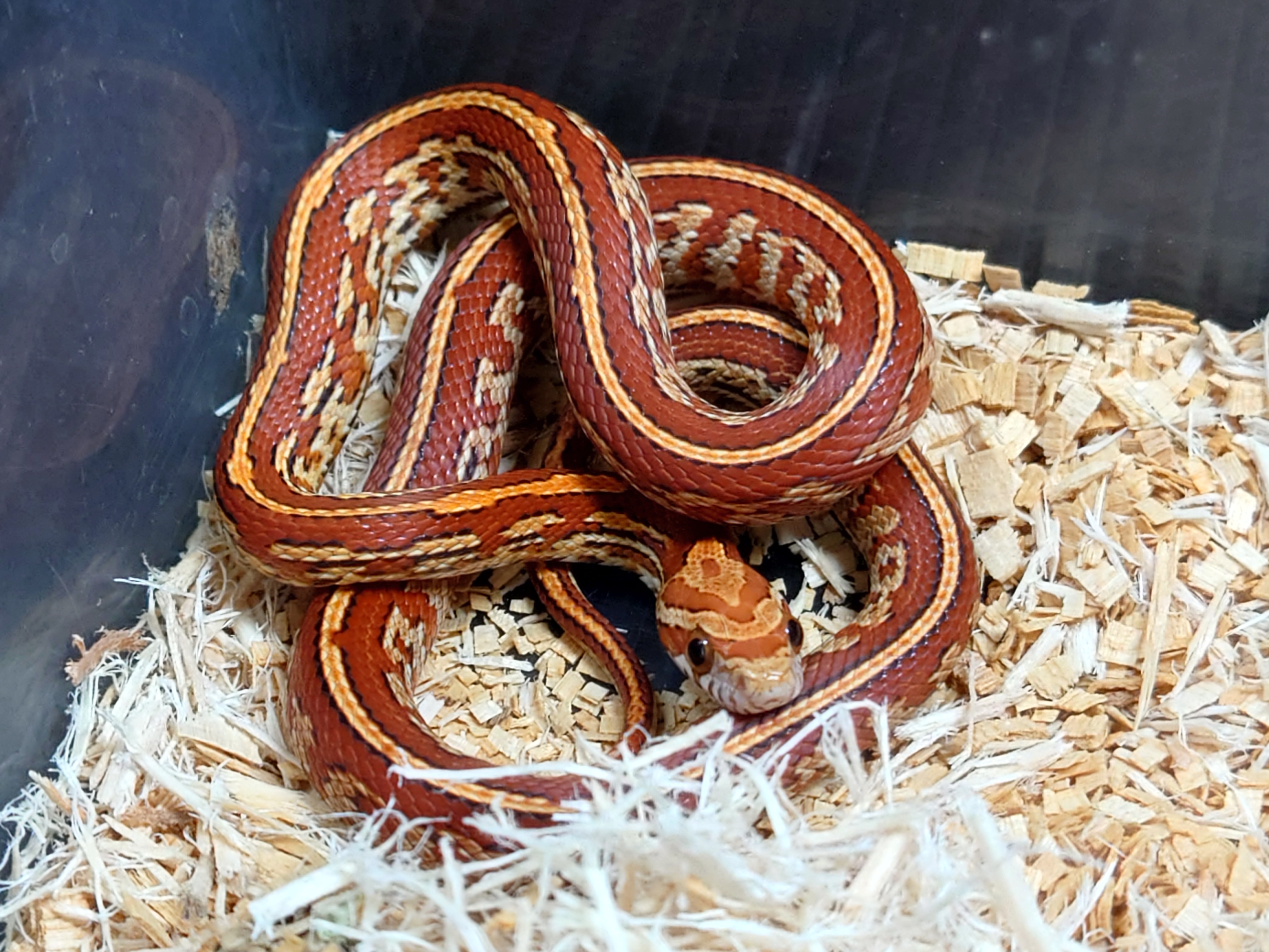 コーンスネーク ハイポテッセラ ペア スコープ