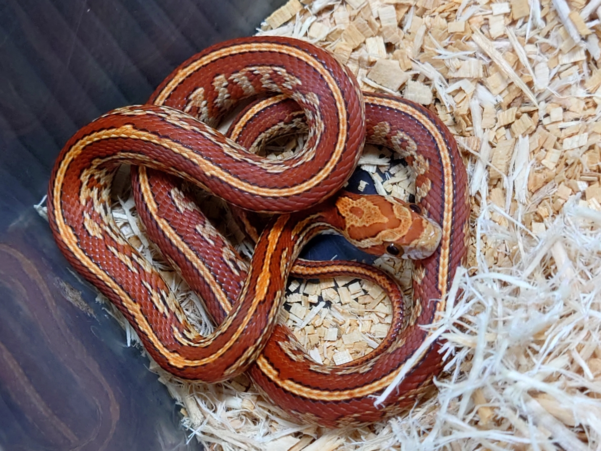 コーンスネーク ハイポテッセラ ペア スコープ