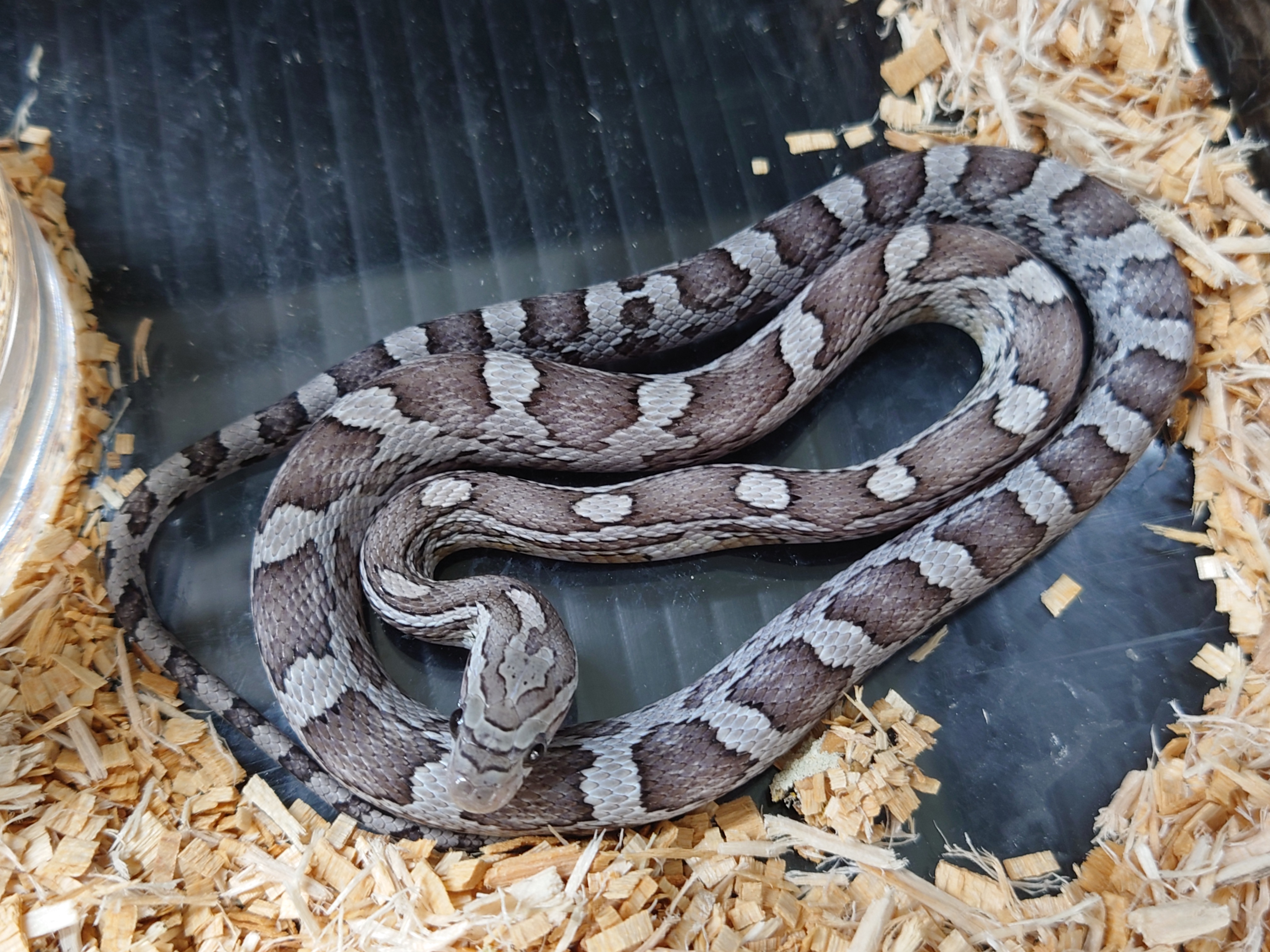 コーンスネーク ゴースト ペア スコープ