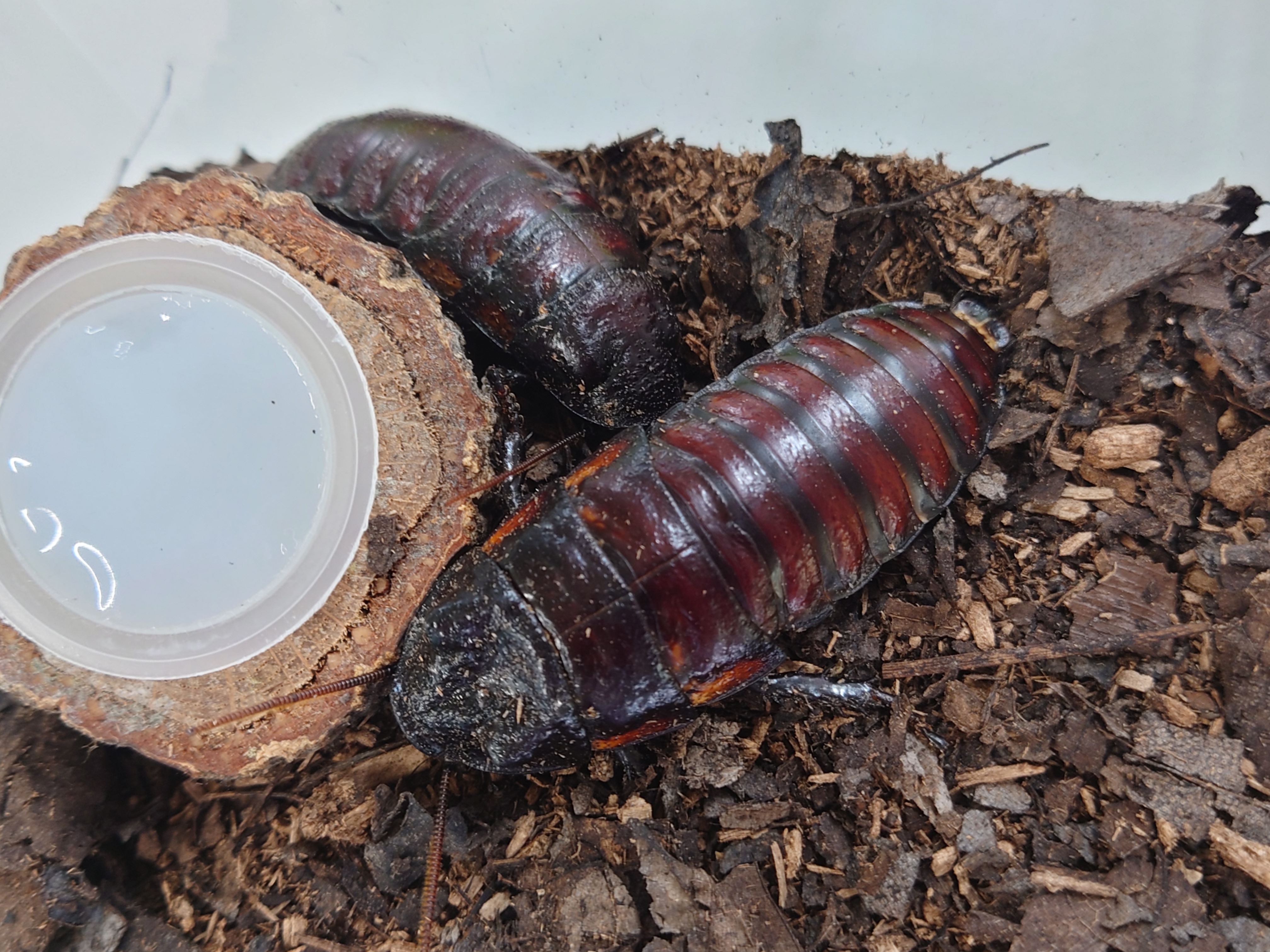 マダガスカルゴキブリ Gromphadorina Oblingonata ペア スコープ