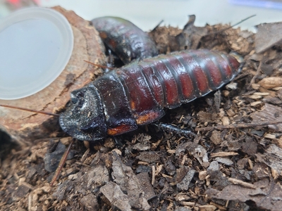 マダガスカルゴキブリ Gromphadorina Oblingonata ペア スコープ