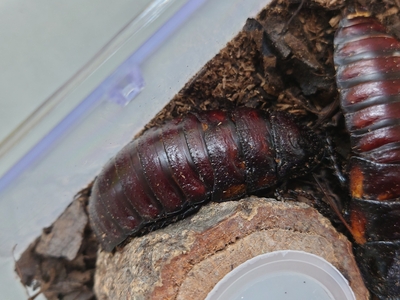 マダガスカルゴキブリ Gromphadorina Oblingonata ペア スコープ