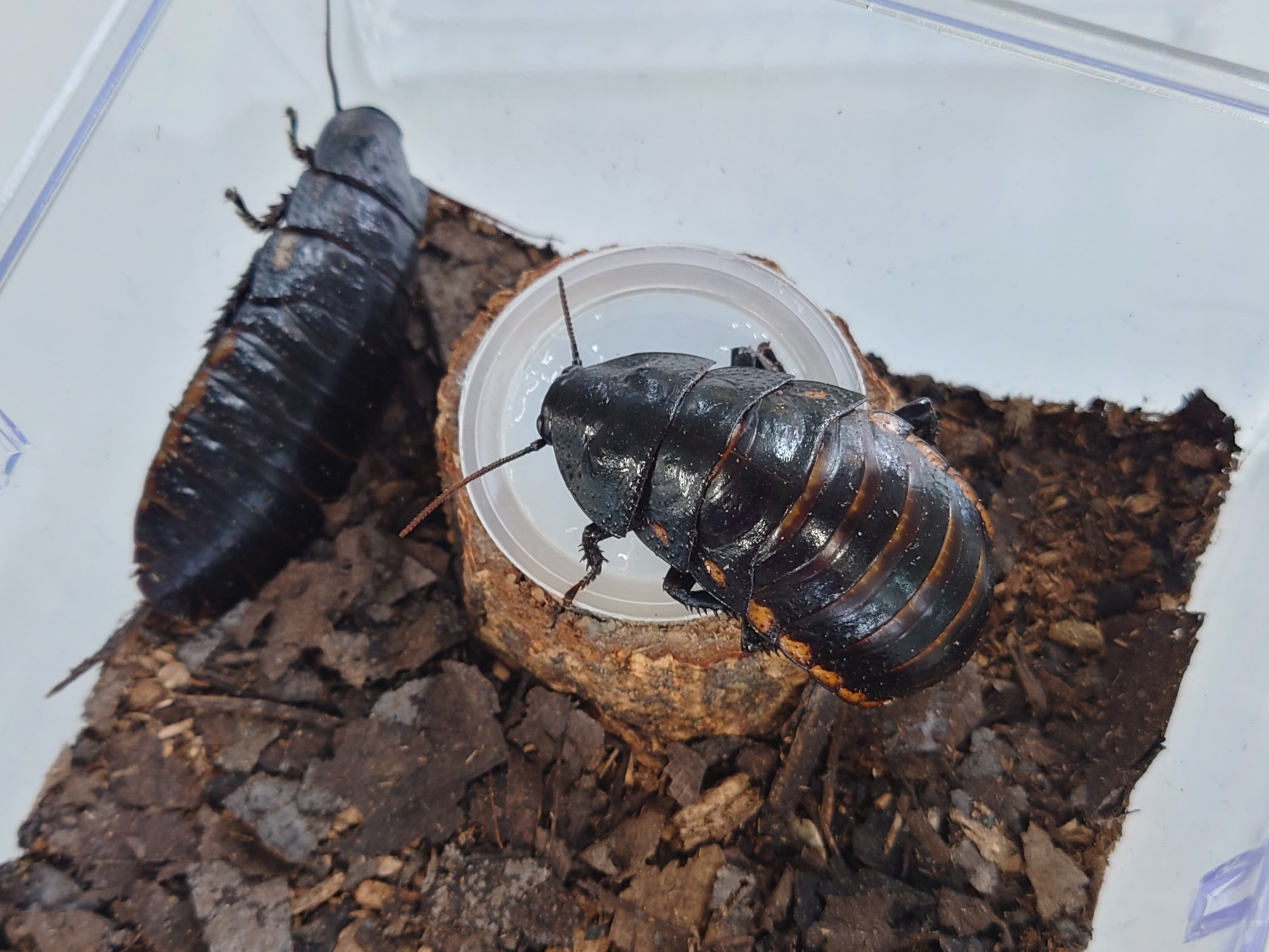 マダガスカルゴキブリ Princisia Vanwerebecki ペア スコープ