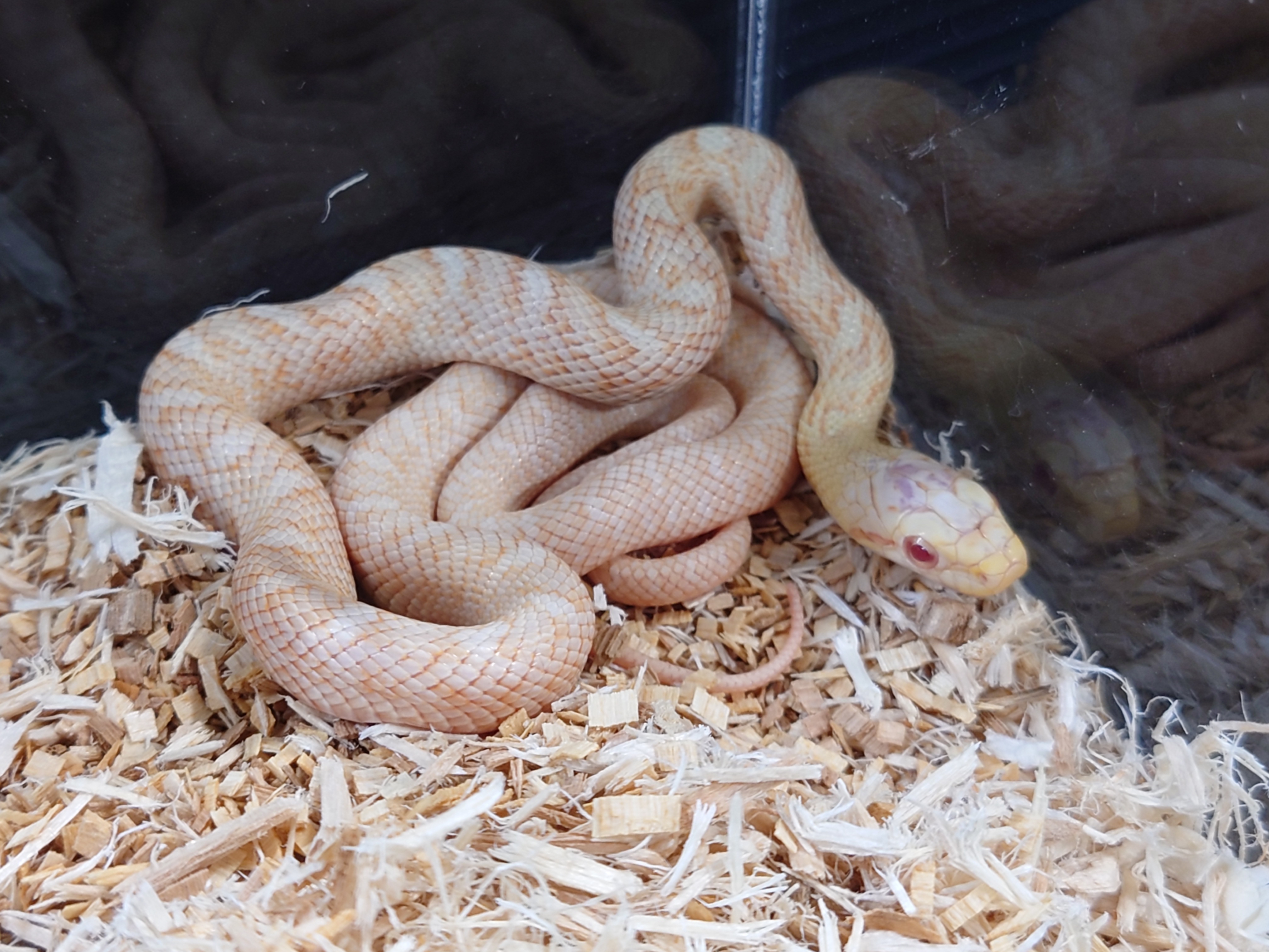 アオダイショウ アルビノ スコープ