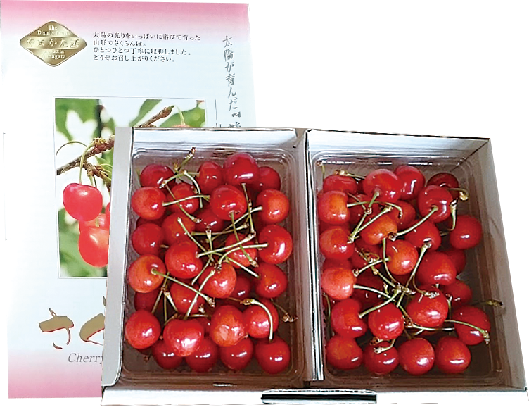 ４箱セット　２２日収穫　加工用　佐藤錦　１ｋｇ×４ さくらんぼ「佐藤錦」4kgバラ詰め(厳選品) まとめ買い(1kg×4箱