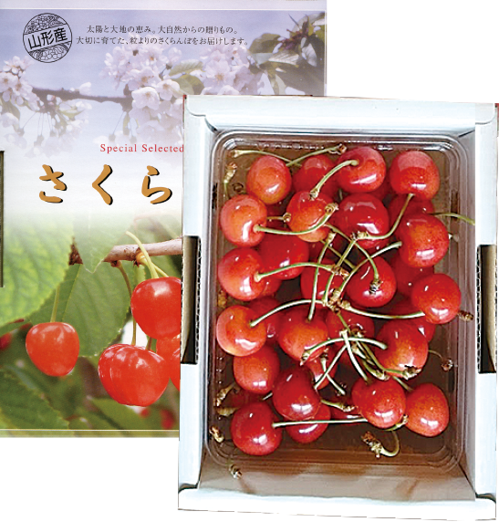 温室栽培さくらんぼ「佐藤錦」500gバラ詰め(厳選品) | 杉山 