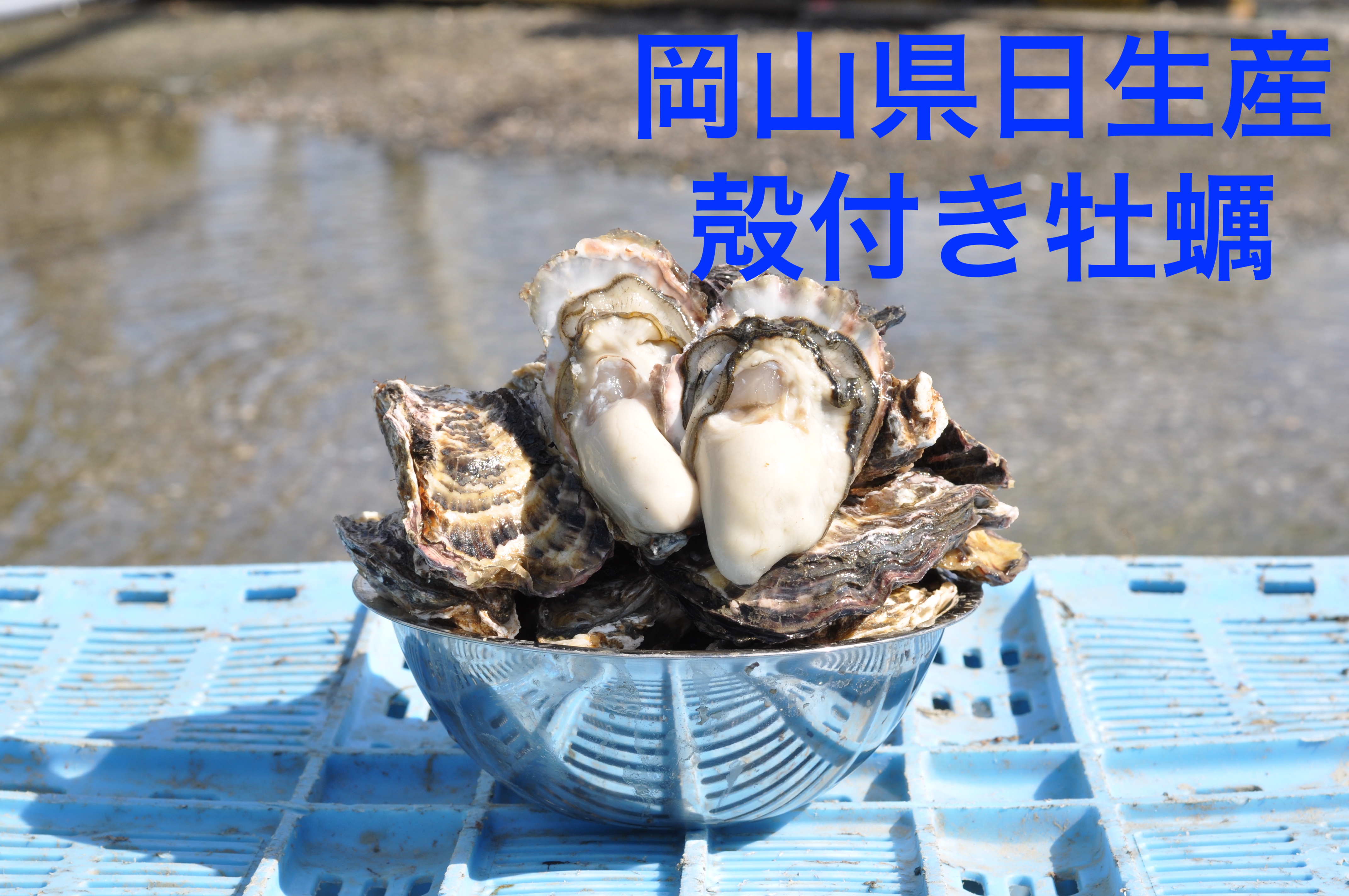 日生産殻付き生牡蠣　　2月8.9日近場配達します！ 生食OK】出荷当日水揚げ・発送！九十九島産 殻付き生牡蠣 真牡蠣 生