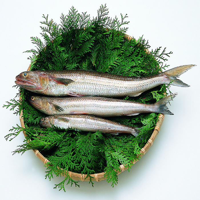 練ちくわ | 谷本蒲鉾店