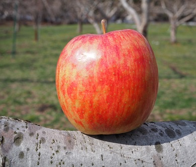 まさゆめ10キロ | 工藤農園オンラインストア