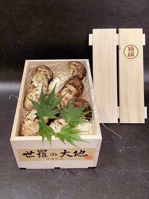 秋の香り《上つぼみや上ひらき》380ｇ　　　（送料無料）