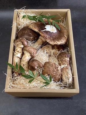 秋の香り《規格外》1000ｇ（送料無料）