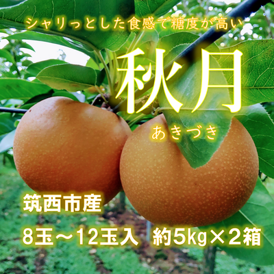あきづき梨　約５ｋｇ × ２箱　８玉～１２玉入