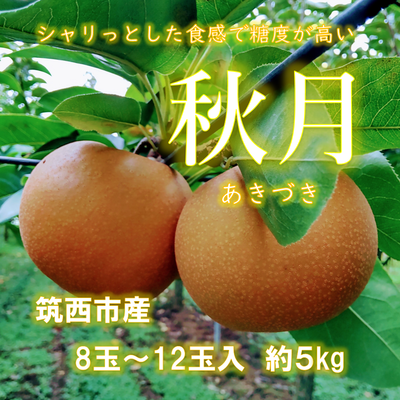 あきづき梨　約５ｋｇ　８玉～１２玉入
