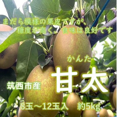 甘太梨　約５ｋｇ　８玉～１２玉入