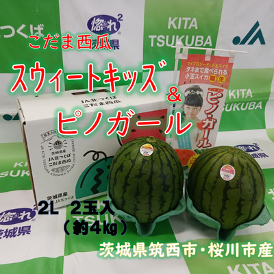 こだま西瓜（紅の誘惑）スウィートキッズ＆ピノガール　食べ比べセット　２L　２玉入　