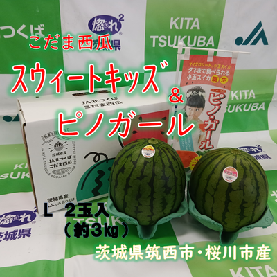こだま西瓜（紅の誘惑）スウィートキッズ＆ピノガール　食べ比べセット　L　２玉入　