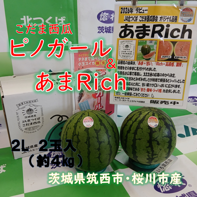 こだま西瓜（紅の誘惑）ピノガール＆あまＲｉｃｈ　食べ比べセット　２L　２玉入　