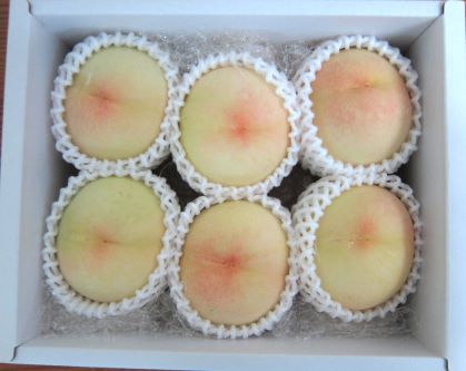 113岡山白桃 贈答用2kg（5玉～6玉） | 藤原園芸