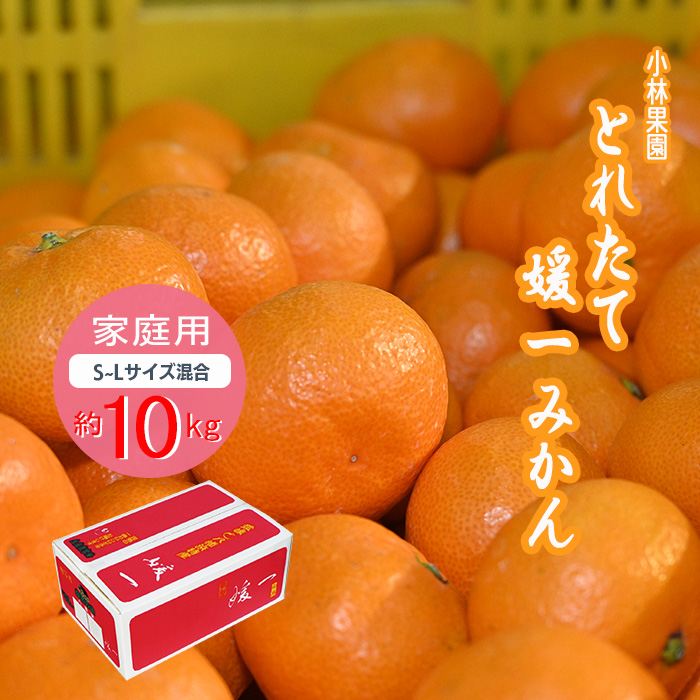 予約商品】とれたて媛一みかん サイズ混合 10kg＜ご家庭用＞ | 媛一お