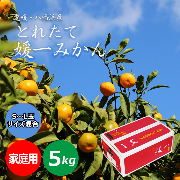 広告】とれたて媛一みかん ご家庭用 赤箱（S～L玉混合）5Kg 小林果園