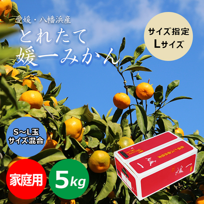 【送料無料　ご家庭用】愛媛産　赤レモン　約10ｋｇ1箱 広告】とれたて媛一みかん ご贈答用 黒箱（L玉）10Kg 小林果園 | 媛一