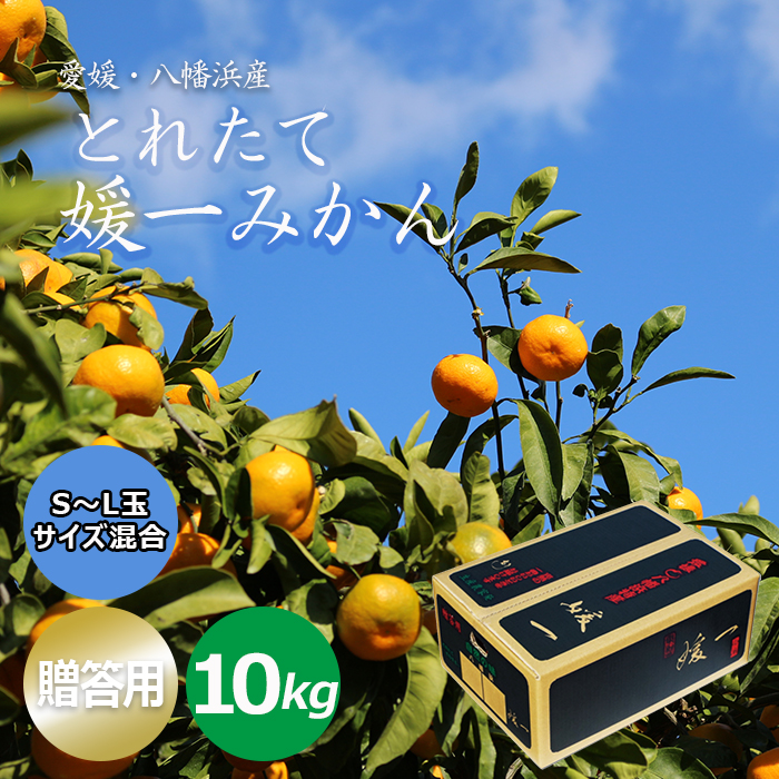 【贈答用】とれたて媛一みかん